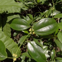 Hypserpa nitida Miers ex Benth.
